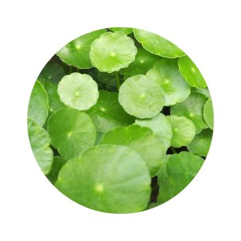 Huile de centella