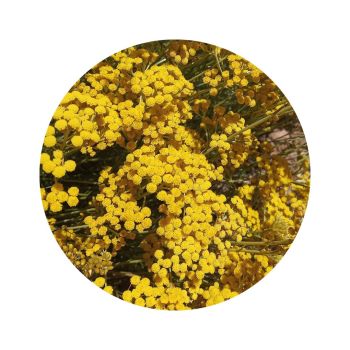 Huile d'immortelle bio