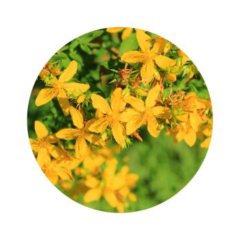 Huile de millepertuis bio_lca_aroma