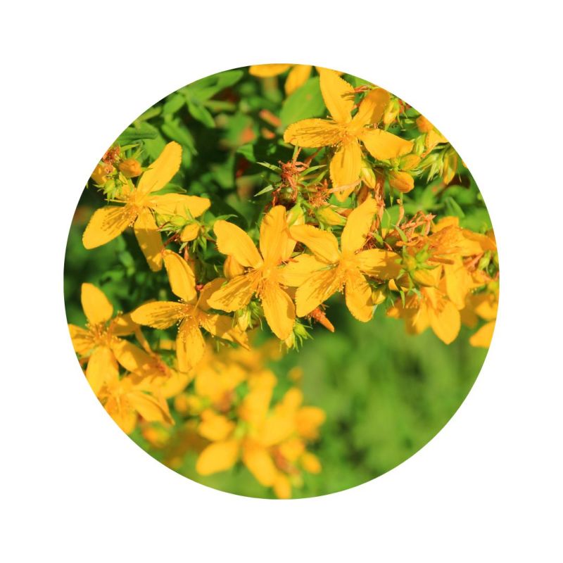 Huile de millepertuis bio_lca_aroma