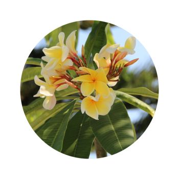 Huile de monoï parfumée