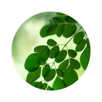 Huile de moringa