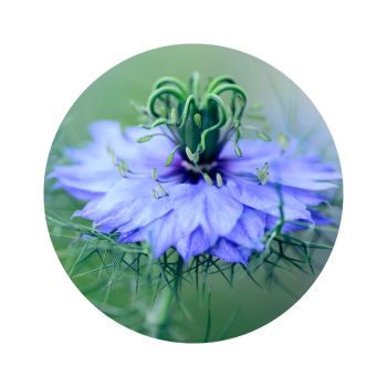 Huile de nigelle bio