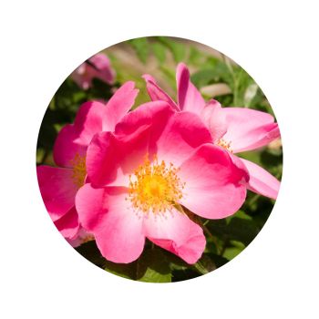 Huile de rose musquée bio