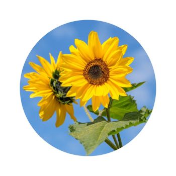 Huile de tournesol bio