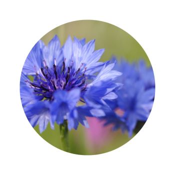 Eau florale de bleuet bio