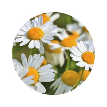 Eau florale de camomille romaine bio
