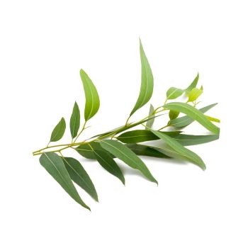 Eau florale d'eucalyptus globuleux bio