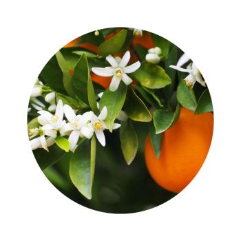Eau florale de fleur d'oranger bio