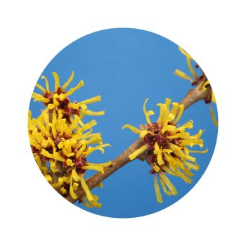 Eau florale d'hamamélis bio
