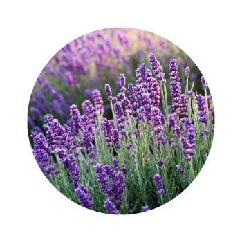 Eau florale de lavande bio