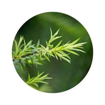 Eau florale de tea tree bio