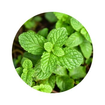 Eau florale de menthe poivrée bio