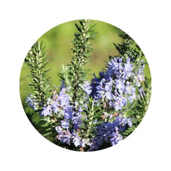 Eau florale de romarin à cinéole bio