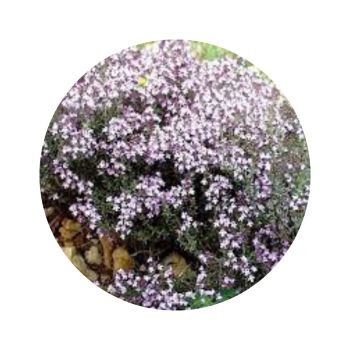 Eau florale de thym à linalol bio