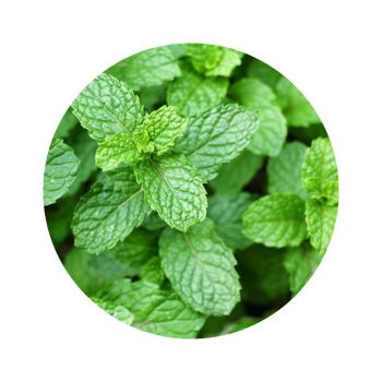 Huile de massage Jambes légères Bio