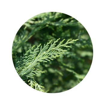 Mélange à diffuser Respiratoire