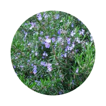 Romarin à cinéole bio